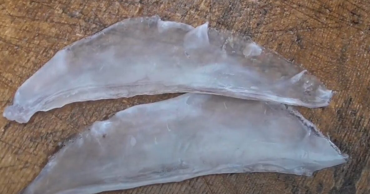 アオリイカの耳と言う人もいますが正式には「エンペラ」。コリコリした食感で、身より美味しいという人も。これは泳ぐときにバランスを取るための部位。釣太郎