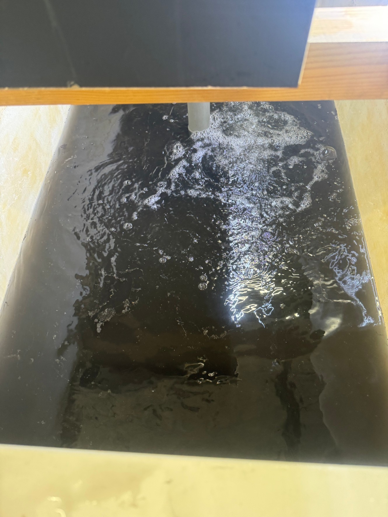 水槽を掃除するたびに墨で真っ黒になる。アオリイカの飼育は大変なんです。これで循環式でやっているところh尊敬します。釣太郎