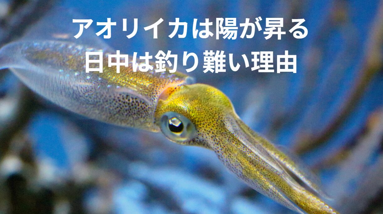アオリイカは、陽が昇り明るくなると、釣り難いと言われる理由。日中釣れないと言われるのは、なぜ？釣太郎