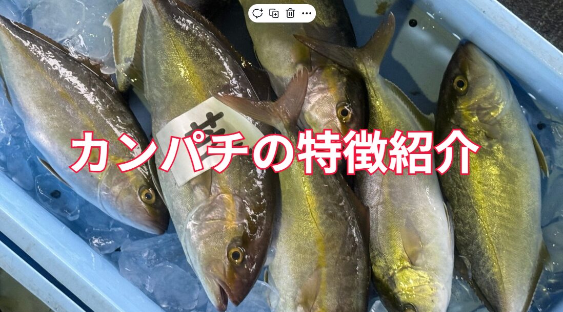 青物魚釣りに人気のカンパチ。特徴説明。釣太郎