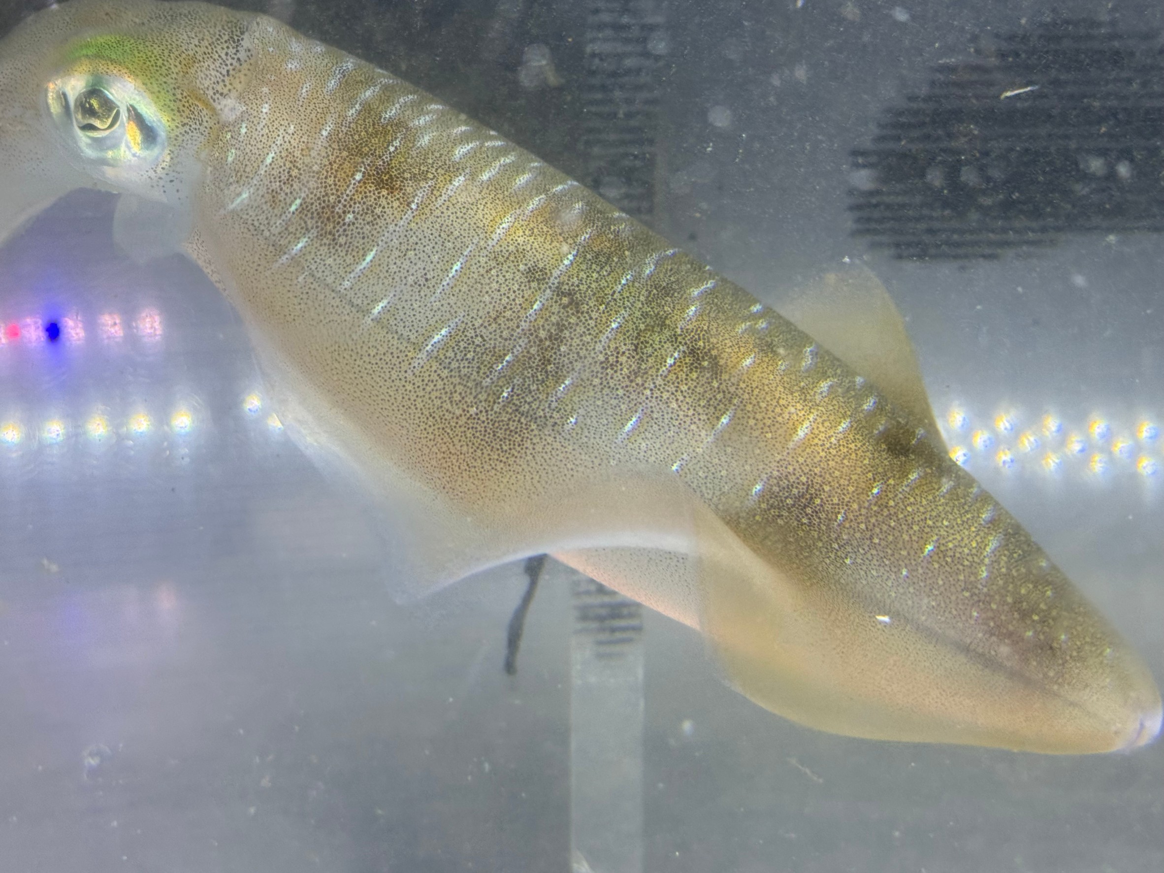 アオリイカが幻想的な理由は、エンペラが絶えずゆらゆら動いていることも理由の一つ。この部位は最も美味しい、と食通に人気がが高い。みなべ店で、秋限定で飼育しています。