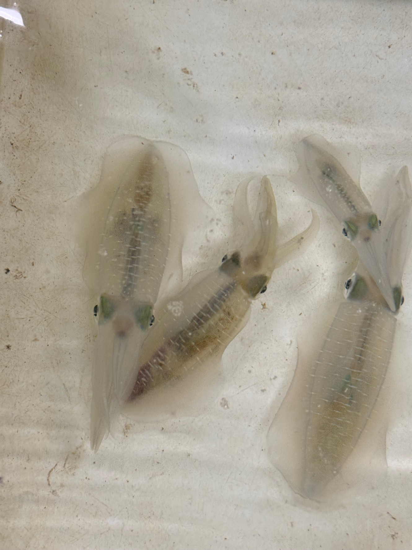 アオリイカには居着き（定住性）と外海からやってくる外洋性がある、と言われる。エンペラの大きさが違うという説も。釣太郎