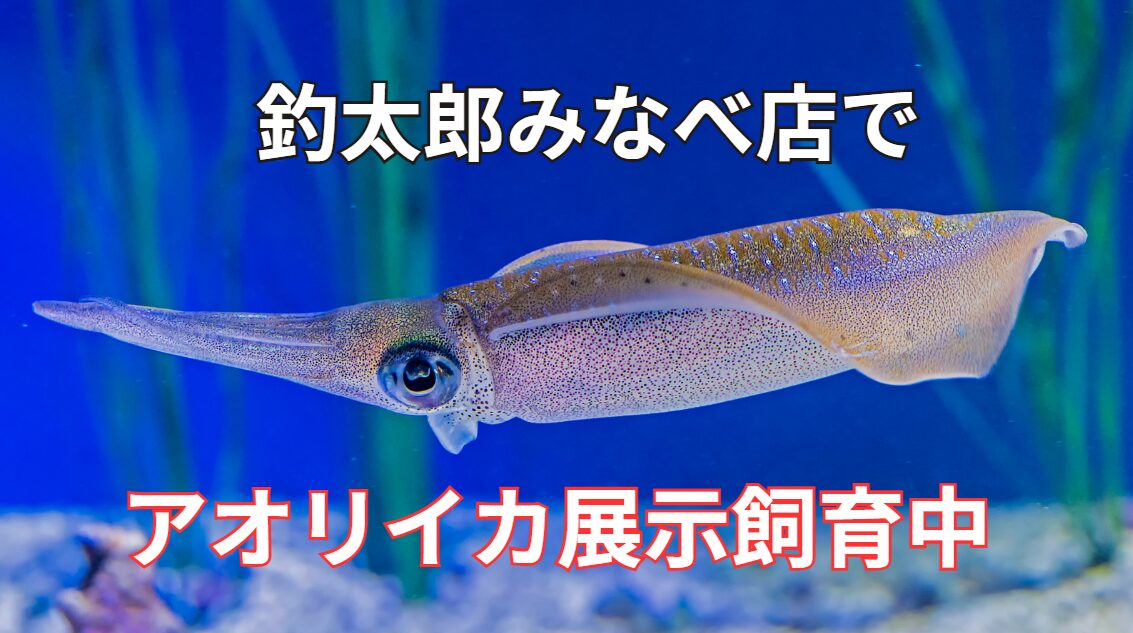 水族館でも手を出さない程飼育が難しいアオリイカですが、釣太郎みなべ店で現在泳いでいます。秋限定。
