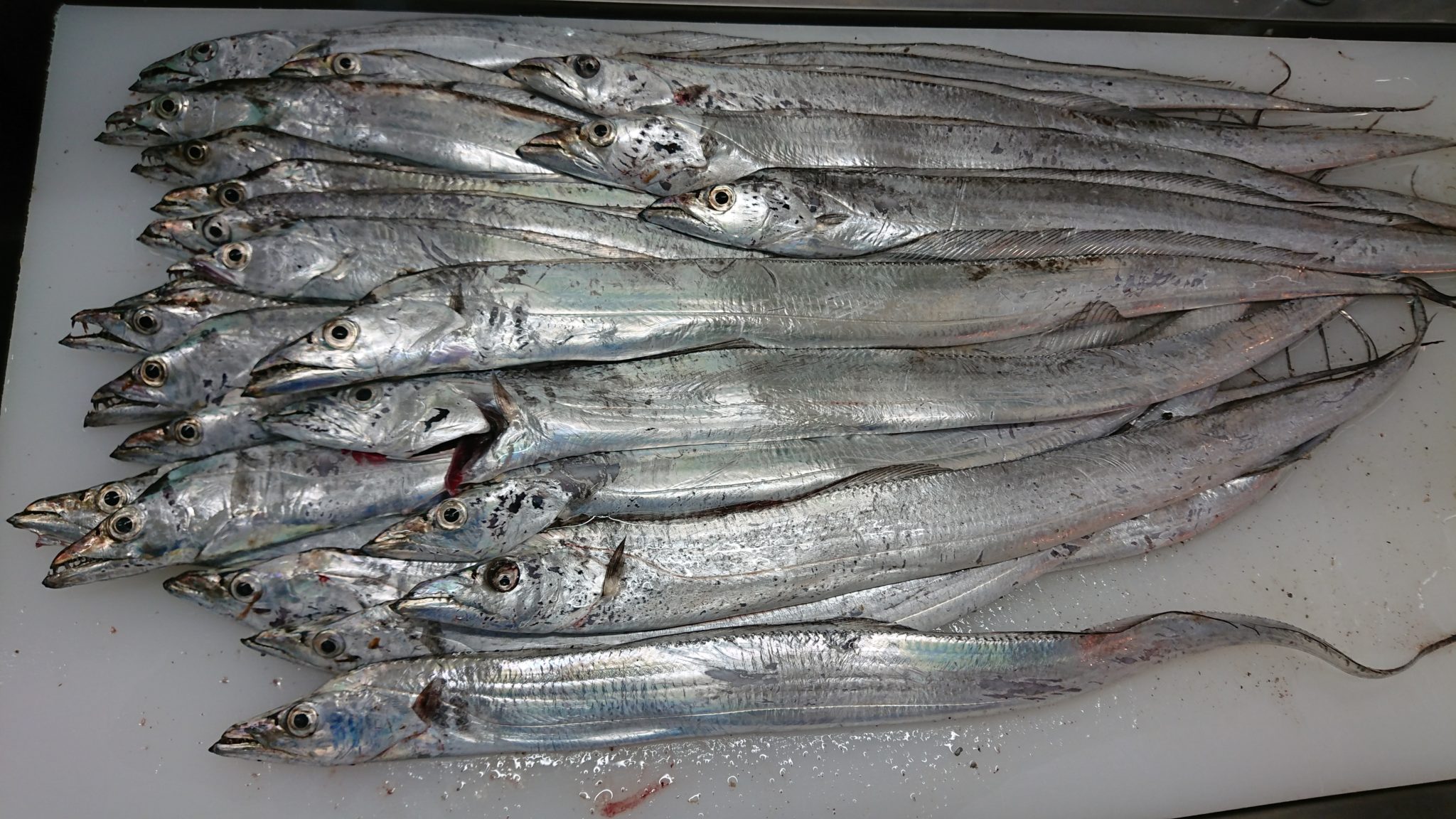 秋魚タチウオ（太刀魚）。釣太郎