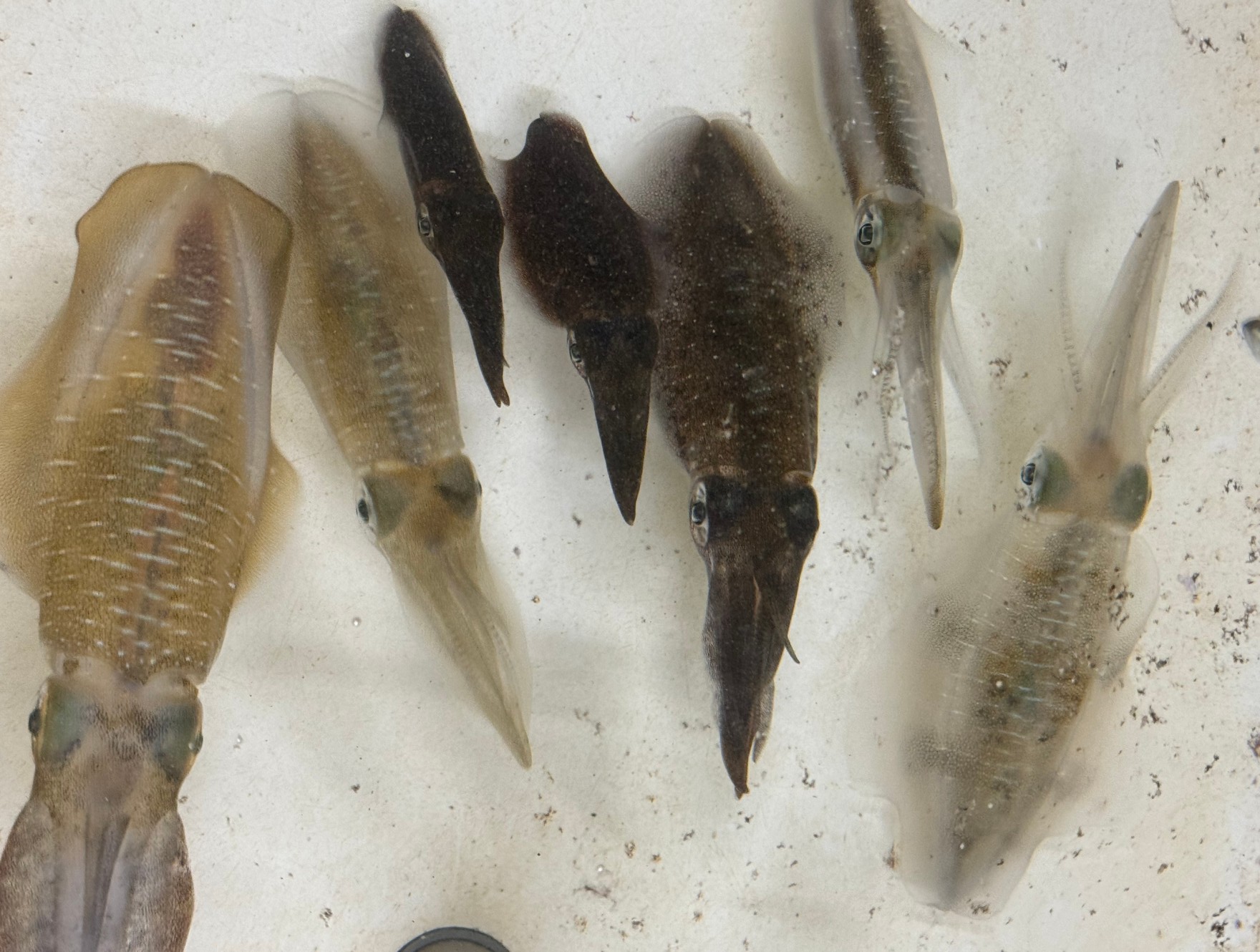 アオリイカが泳いでいる時、常時は透明なのに黒っぽくなる時がある。この時の状態は?釣太郎みなべ店では飼育し、生態研究しています。