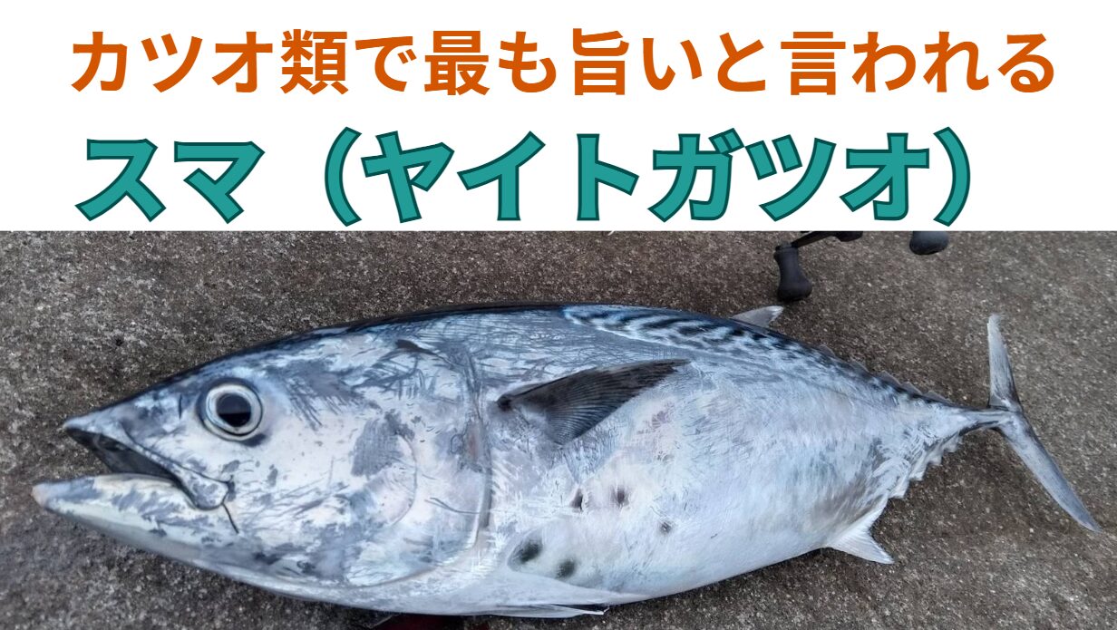 スマ(ヤイトガツオ)の特徴、回遊方法のご紹介。釣太郎