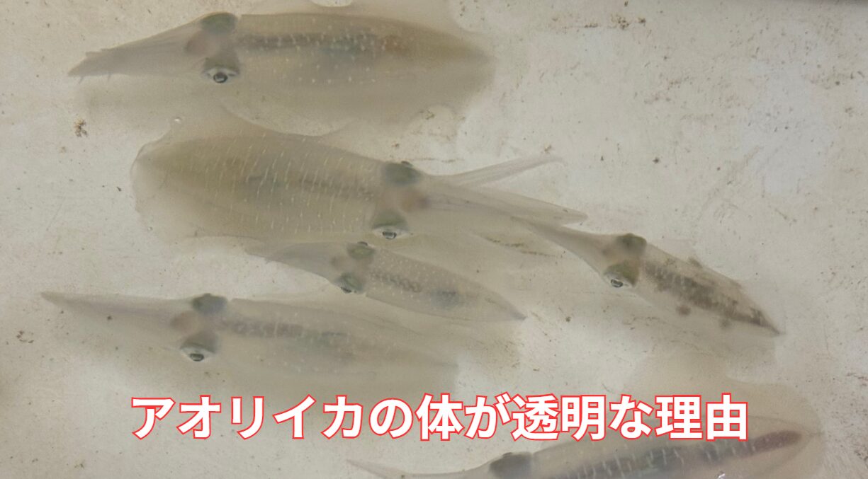 アオリイカの体が透明に見えるのは、擬態や防御などの目的に適応した特徴によるものです。秋限定で、釣太郎みなべ店で飼育しているので、見に来てください。