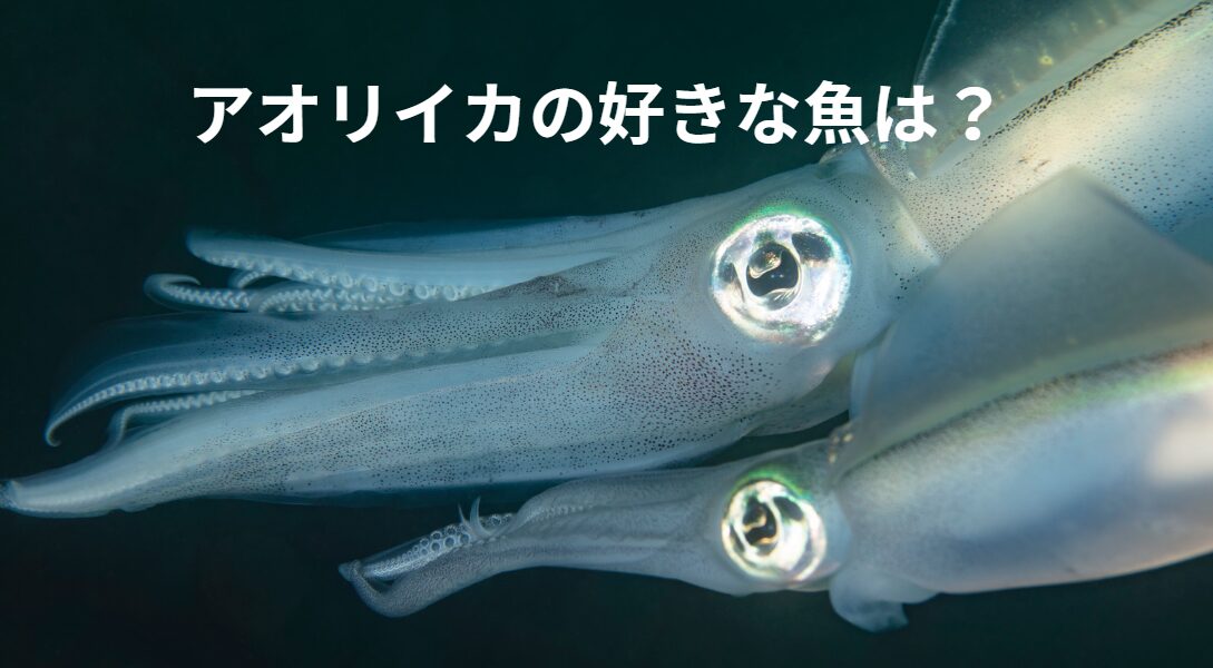 アオリイカは、どん魚がお好み？釣太郎