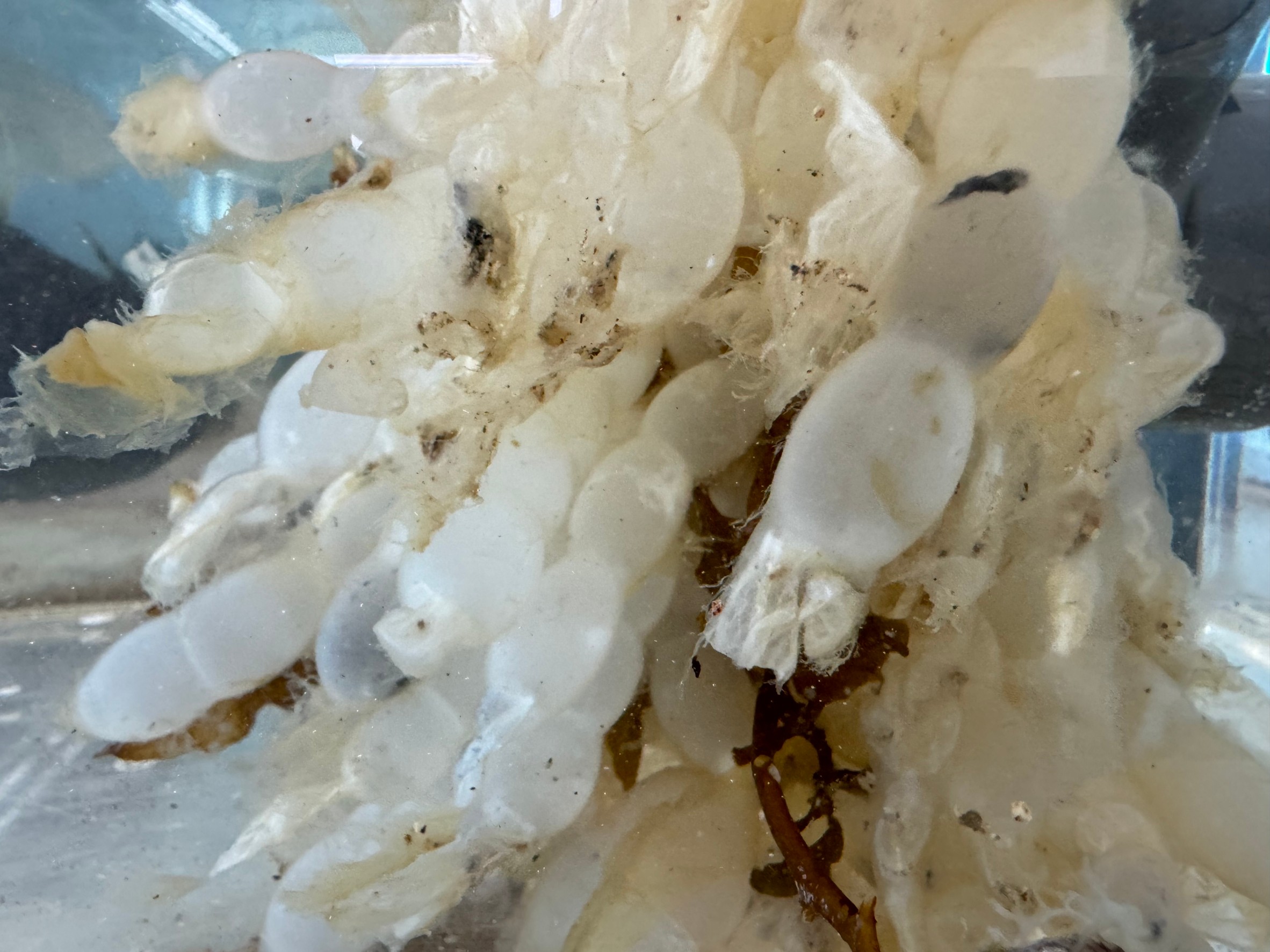 アオリイカの産卵は一度だけ？産卵後は鮭のように死ぬ？釣太郎