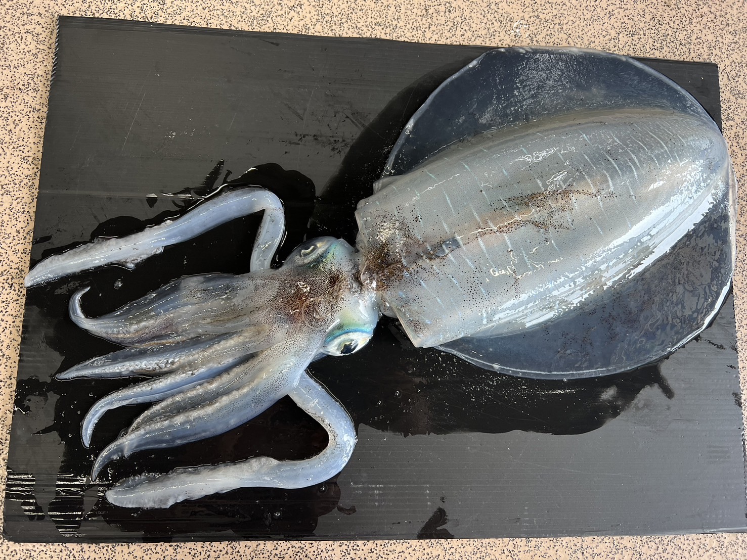 ヤエン釣りは、活アジを引っ張る時にアオリイカが食いつく事が多い。釣太郎