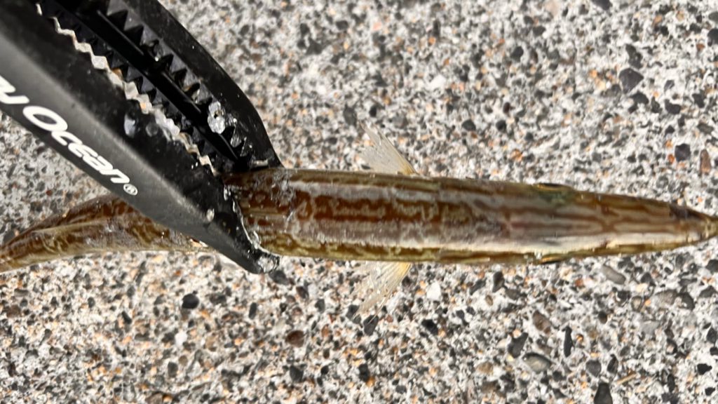 釣った時、唐草模様が背中に入っているのがヤマトカマスの特徴。釣太郎