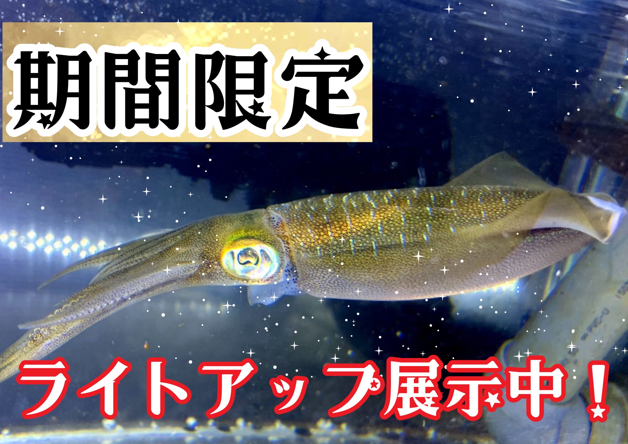 独特の泳ぎ方が見る人を引き付けるアオリイカ。飼育は難しく、郵政シーンを見る機会は少ないので、今のうちのご覧ください。釣太郎みなべ店で飼育しています。