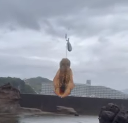 アオリイカのヤエン釣り、フックが胴体に掛かった時と触腕に掛かった時、どう違う？釣太郎