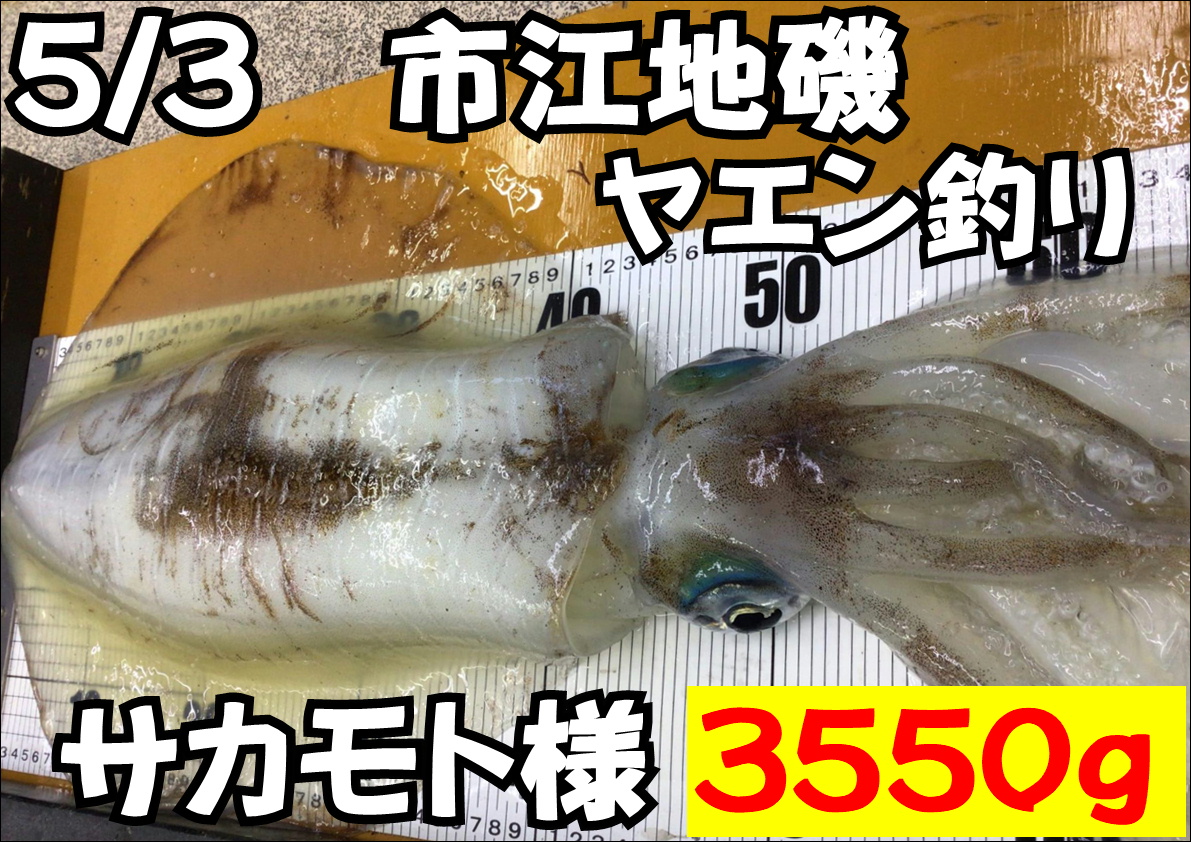 アオリイカは3キロになるのは、生後何か月ほど?ここまで大きくなる確率は何%ある?釣太郎