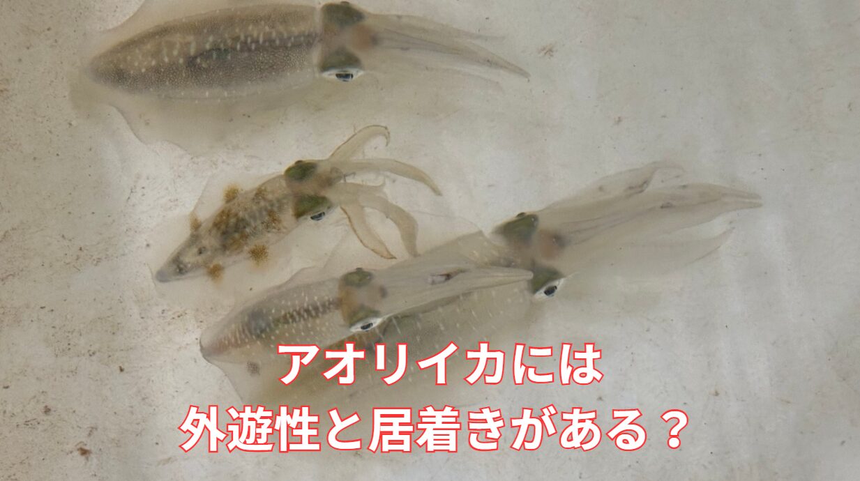 アオリイカには外遊性と居着きの2種類がある、と言われる。釣太郎みなべ店で現在飼育中。