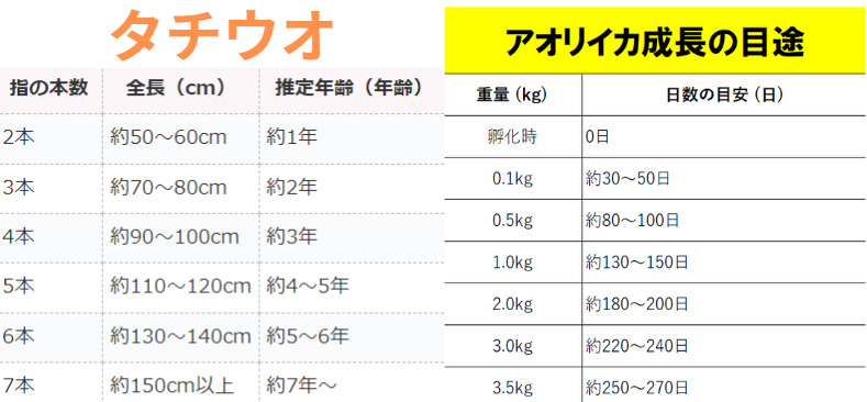 アオリイカとタチウオ（太刀魚）の大きさと年齢の関係一覧表。釣太郎