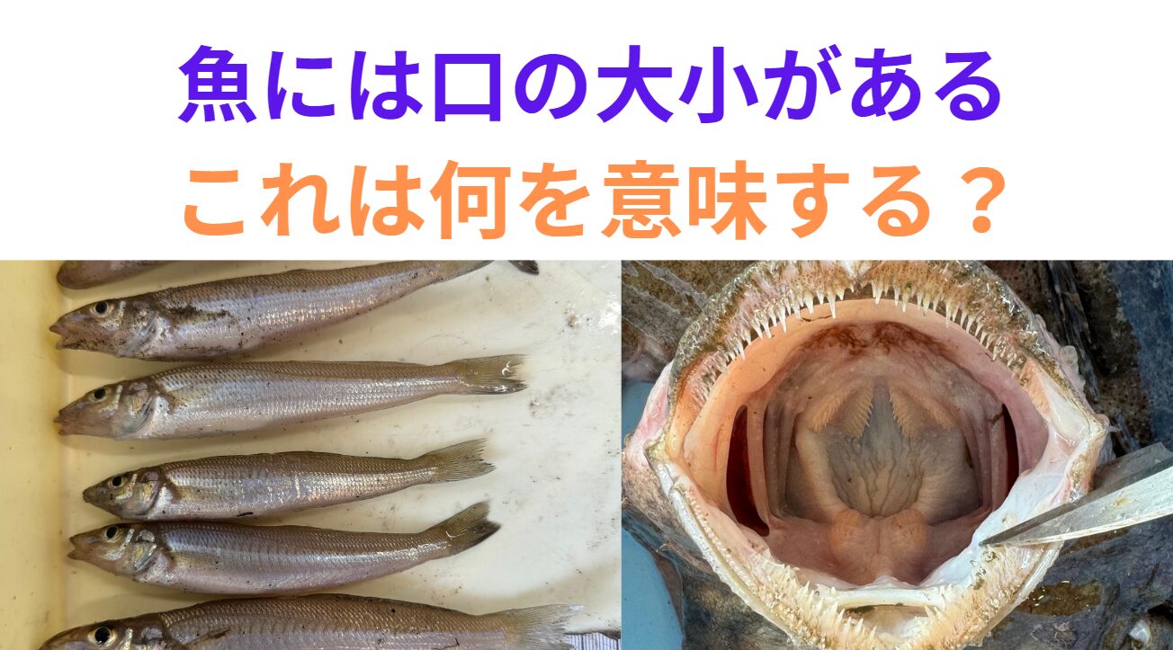 魚には大きな口をしたものと、小さな口のものがある。これは何が違う？釣太郎