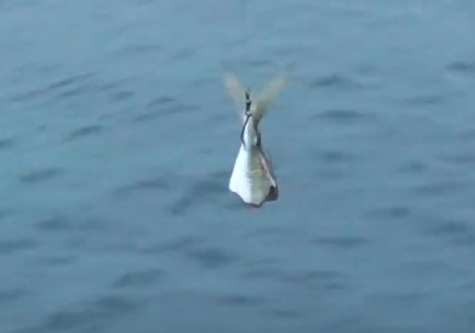 アオリイカがアジのゼイゴを食べ残す理由。ヤエン釣り入門。釣太郎