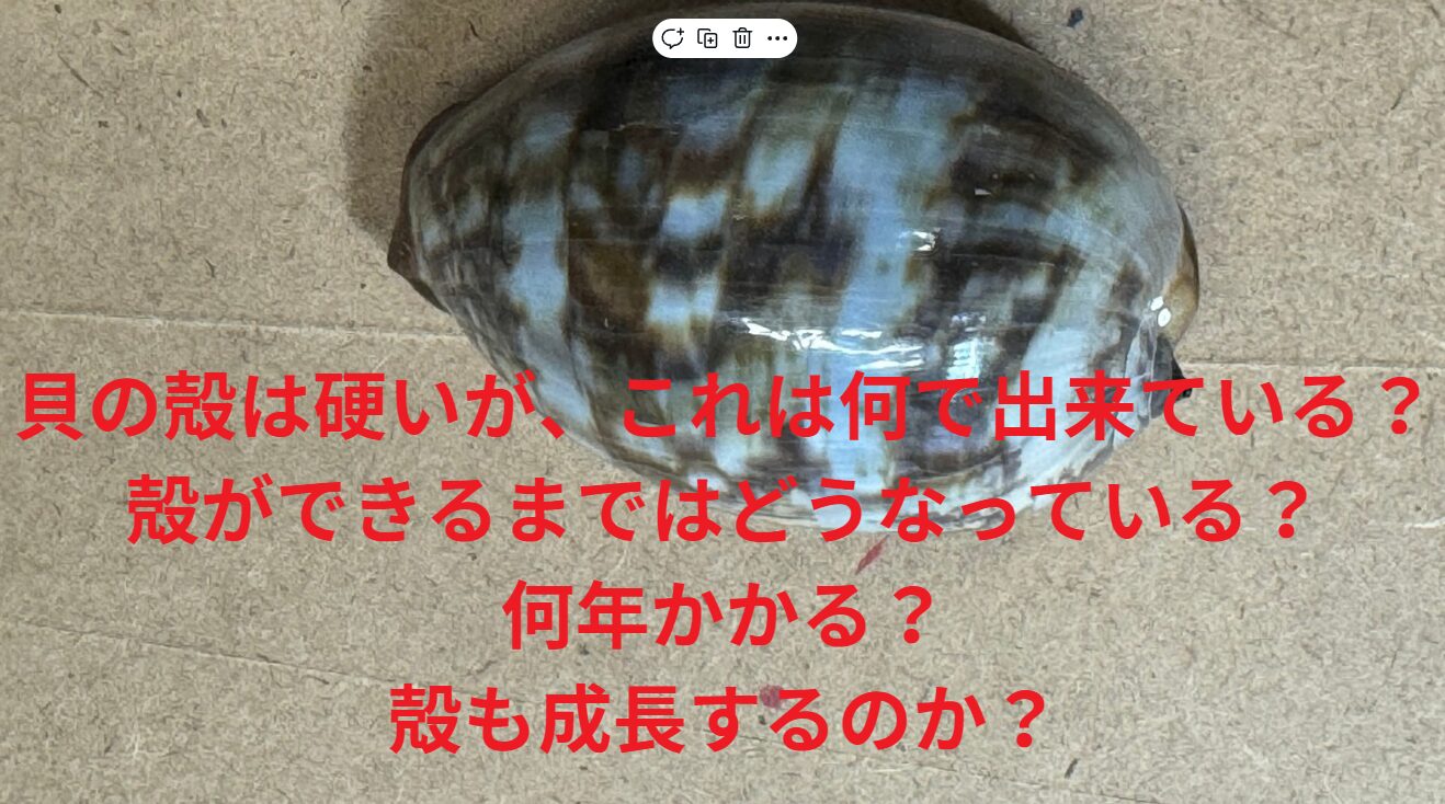 貝の殻は硬いが、これは何で出来ている？殻ができるまではどうなって