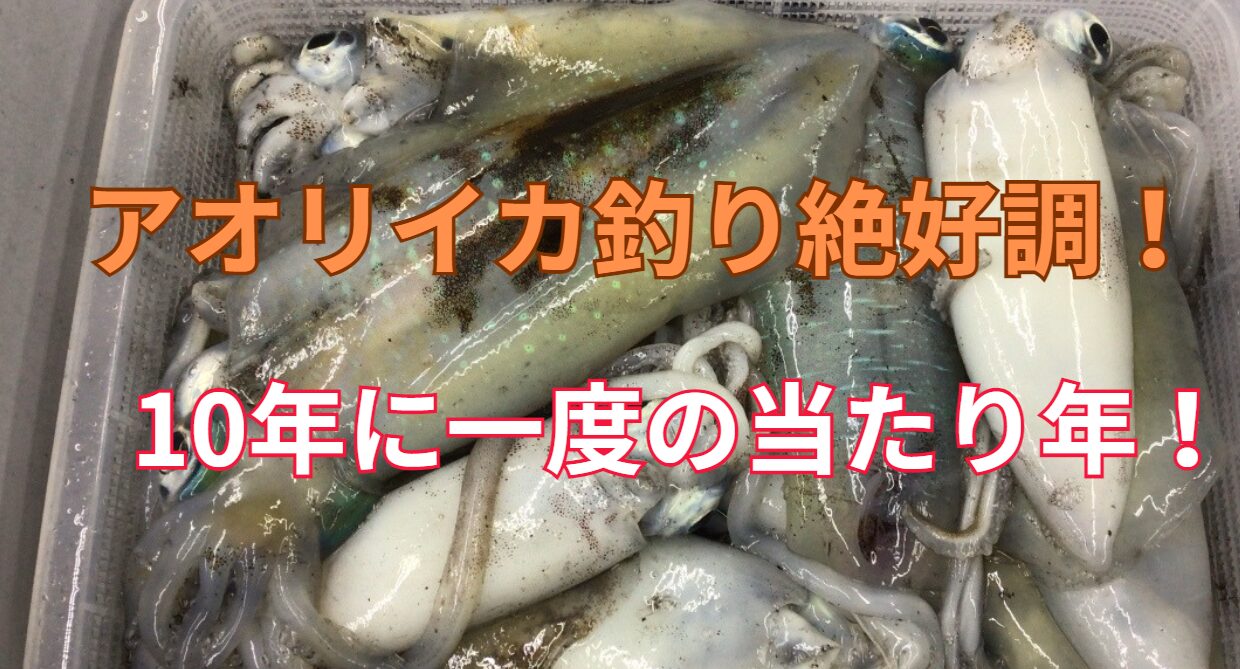 今シーズンは10年に一度の大チャンス。アオリイカ釣り好調続いています。釣太郎