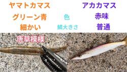 ヤマトカマスとアカカマスの見分け方違い説明。釣太郎