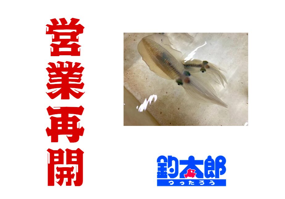 営業再開しました。みなべ店でアオリイカ飼育中。釣太郎