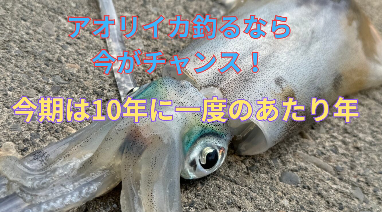今シーズンのアオリイカは当たり年。釣るなら今がチャンス！釣太郎