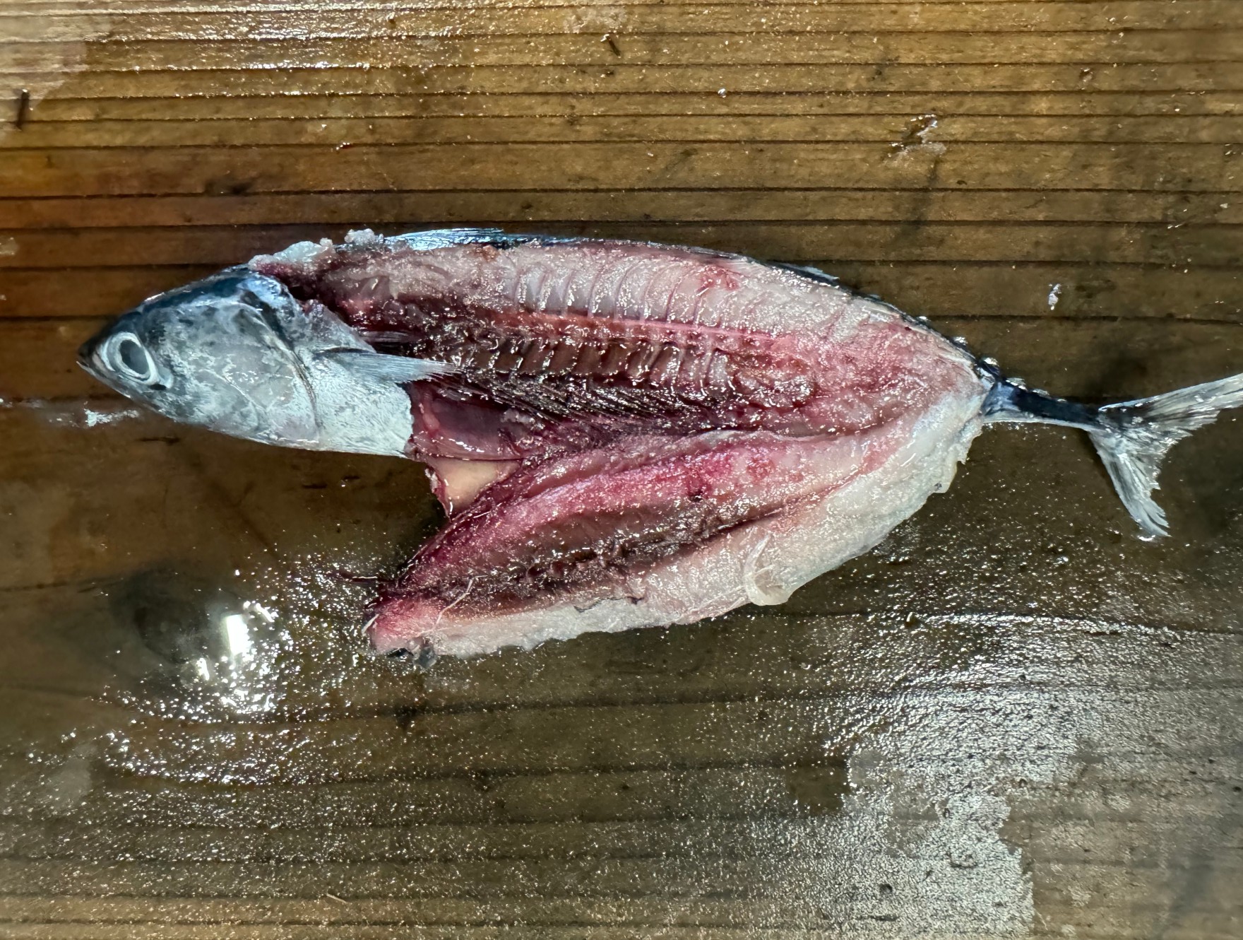 メヂカ(メジカ)を開くと、血合いが多いのがよくわかります。クエを臭覚で誘います。釣太郎