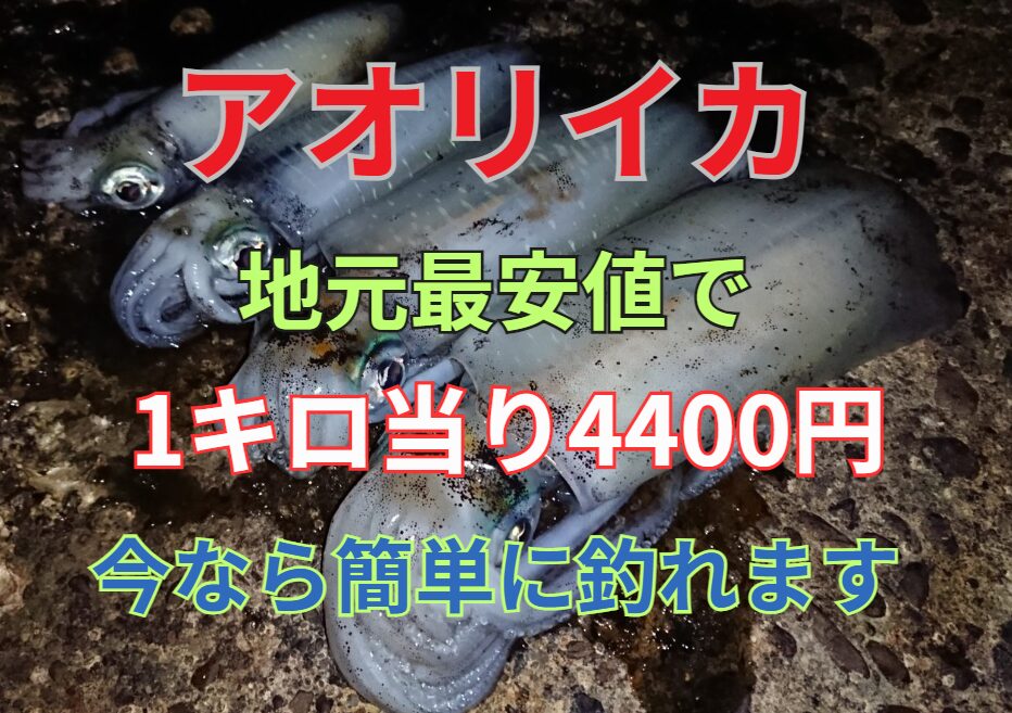 アオリイカは超高級魚。地元の最安値で1キロ4400円と驚く価格。只今爆釣中。釣太郎