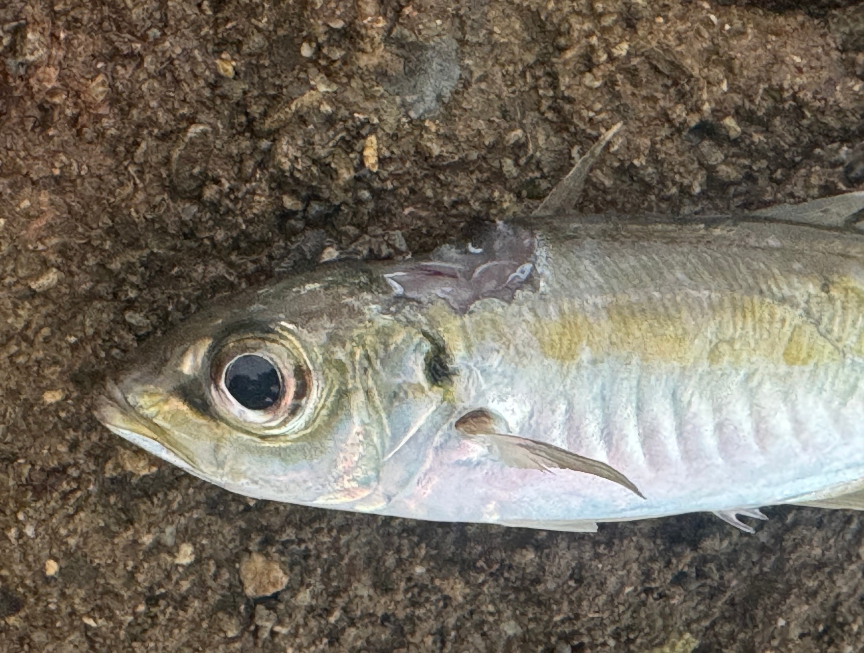 ヤエン釣りでは、アオリイカはアジの脊髄だけかじり、放すことがあります。通称アジ殺し。この理由説明。釣太郎