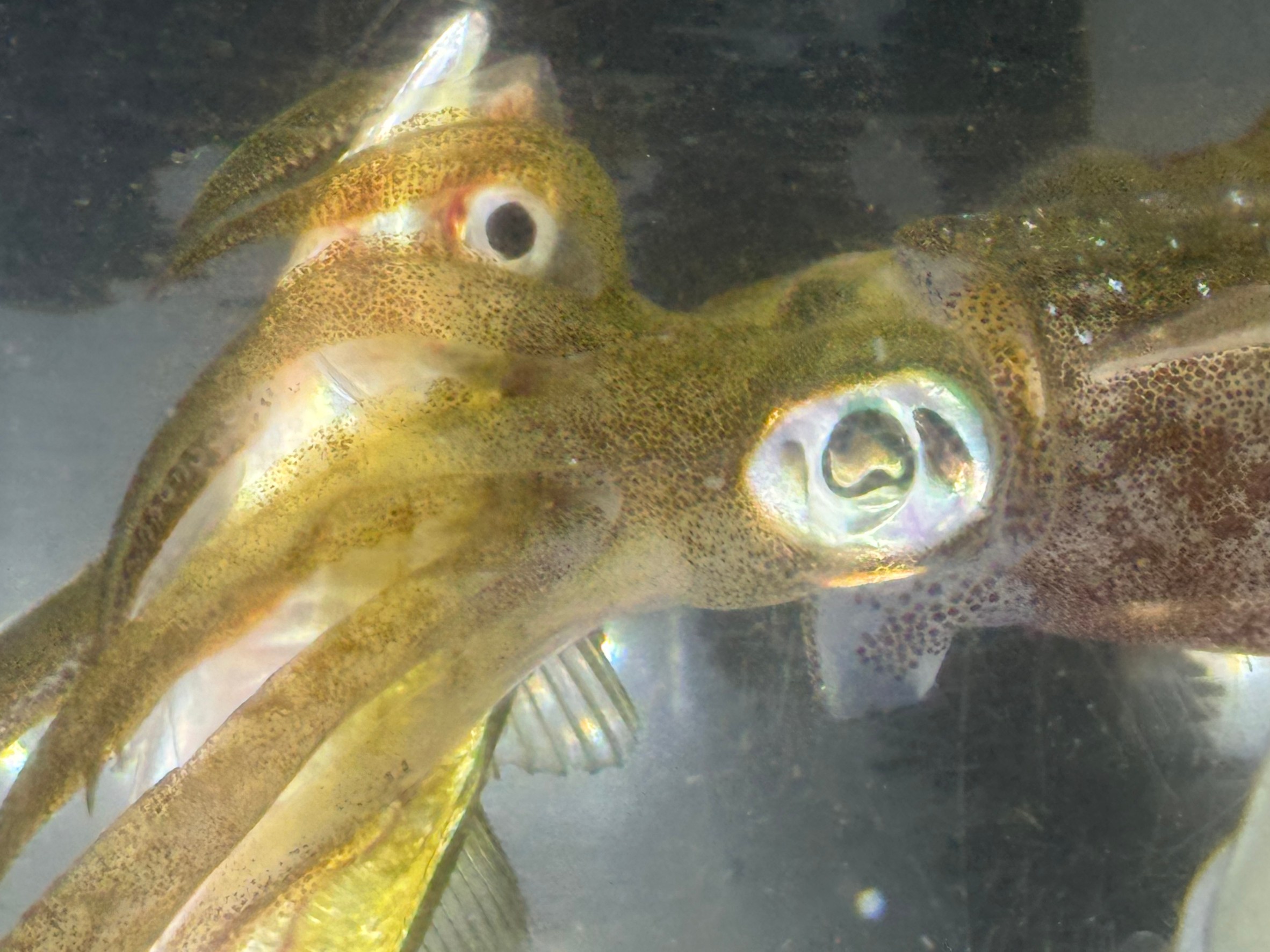 アオリイカにとってご馳走と言われるアジ。定番エサだが。釣太郎みなべ店で現在飼育中。