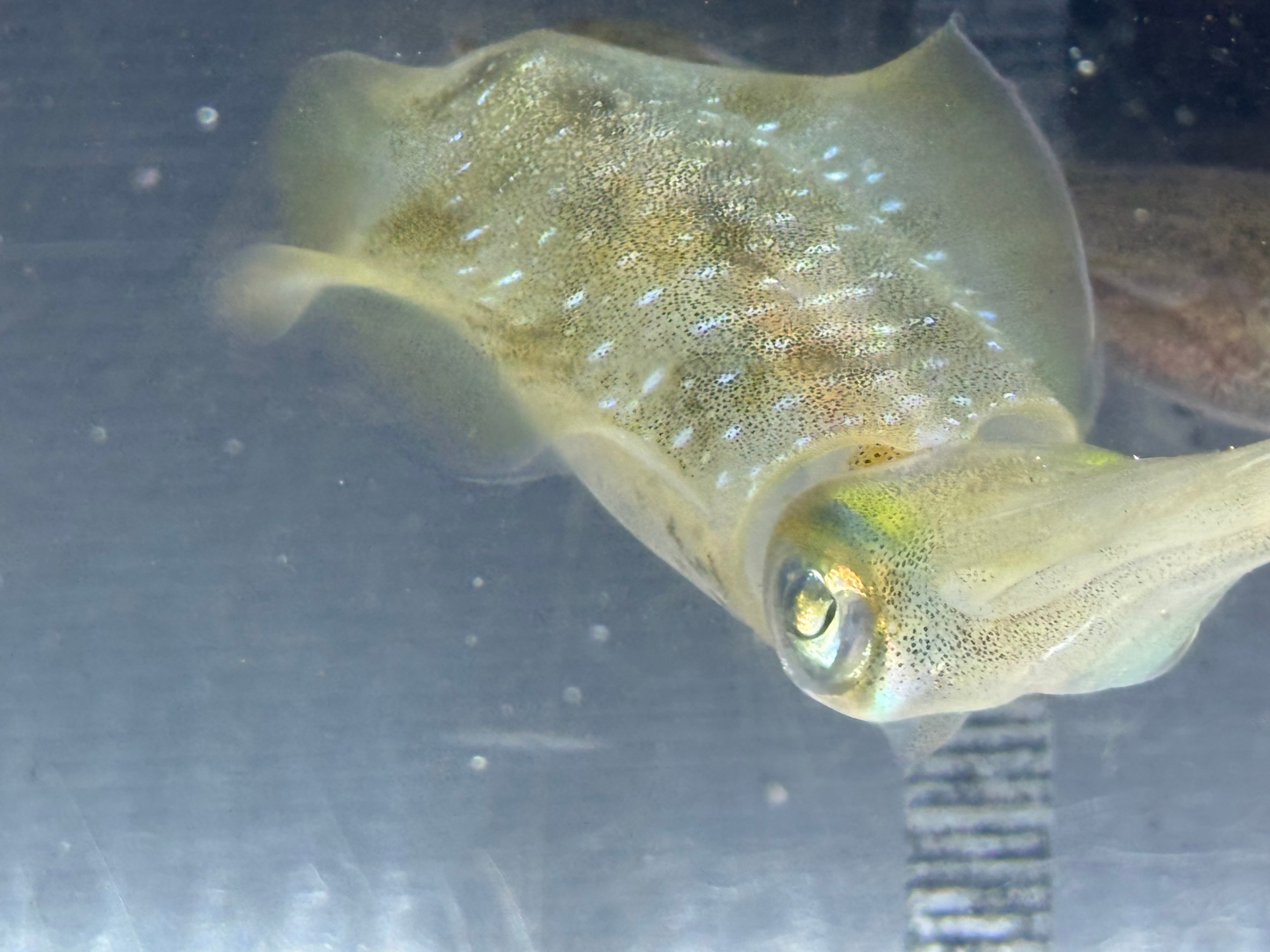 アオリイカのエンペラはコリコリして美味。これはヒラメの縁側に相当する？釣太郎みなべ店で飼育しています。秋限定。