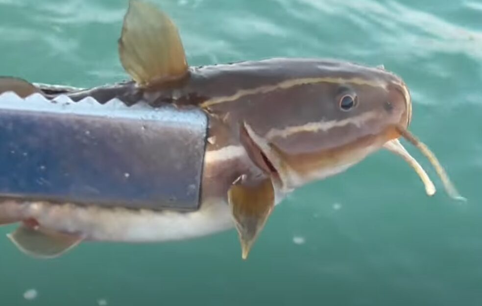 ゴンズイは美味しい魚だと思うが、臭いと嫌う人もいるし、食べる魚ではないと嫌う人もいる。釣太郎