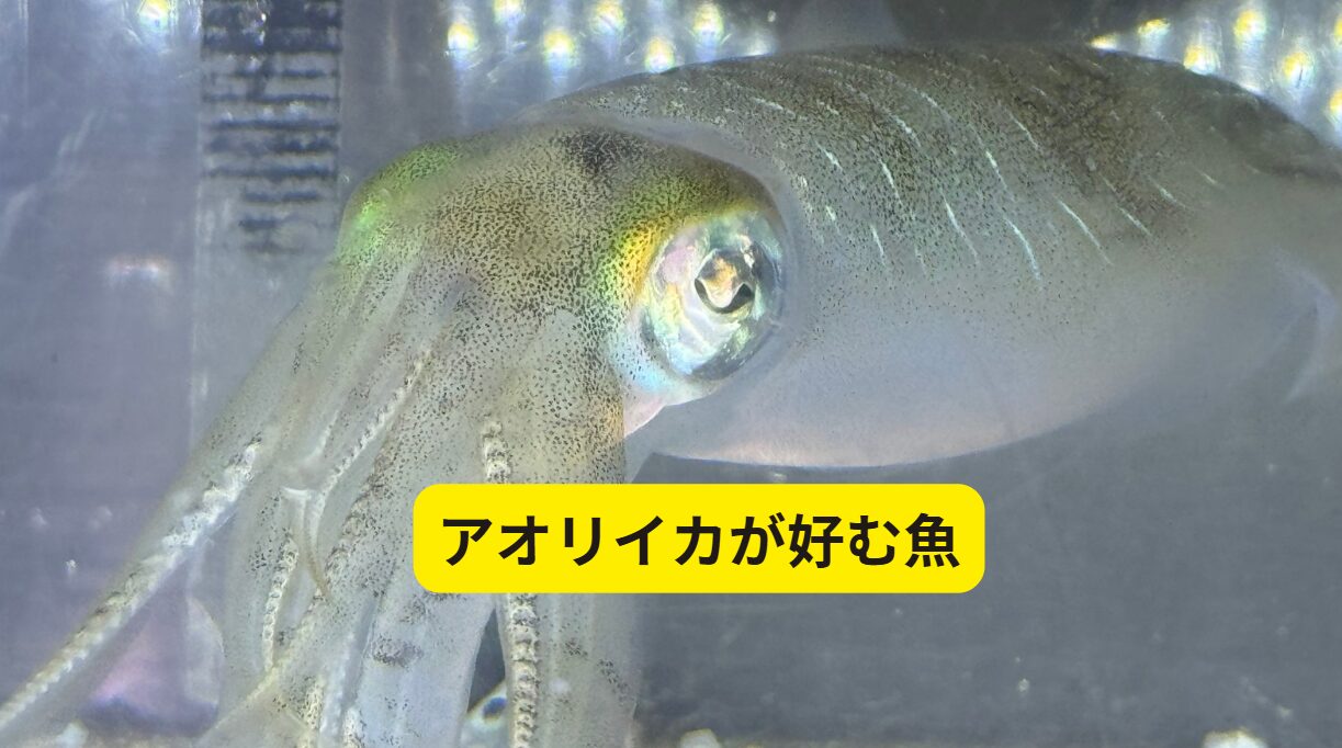 アオリイカが好む魚、敬遠する魚。釣太郎みなべ店でアオリイカ飼育展示しています。