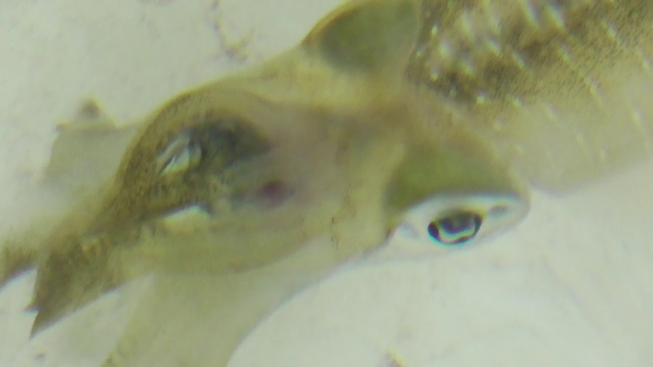 アオリイカ釣りエサにアジは定番エサだが、魚種別の好き嫌いはあるようです。釣太郎