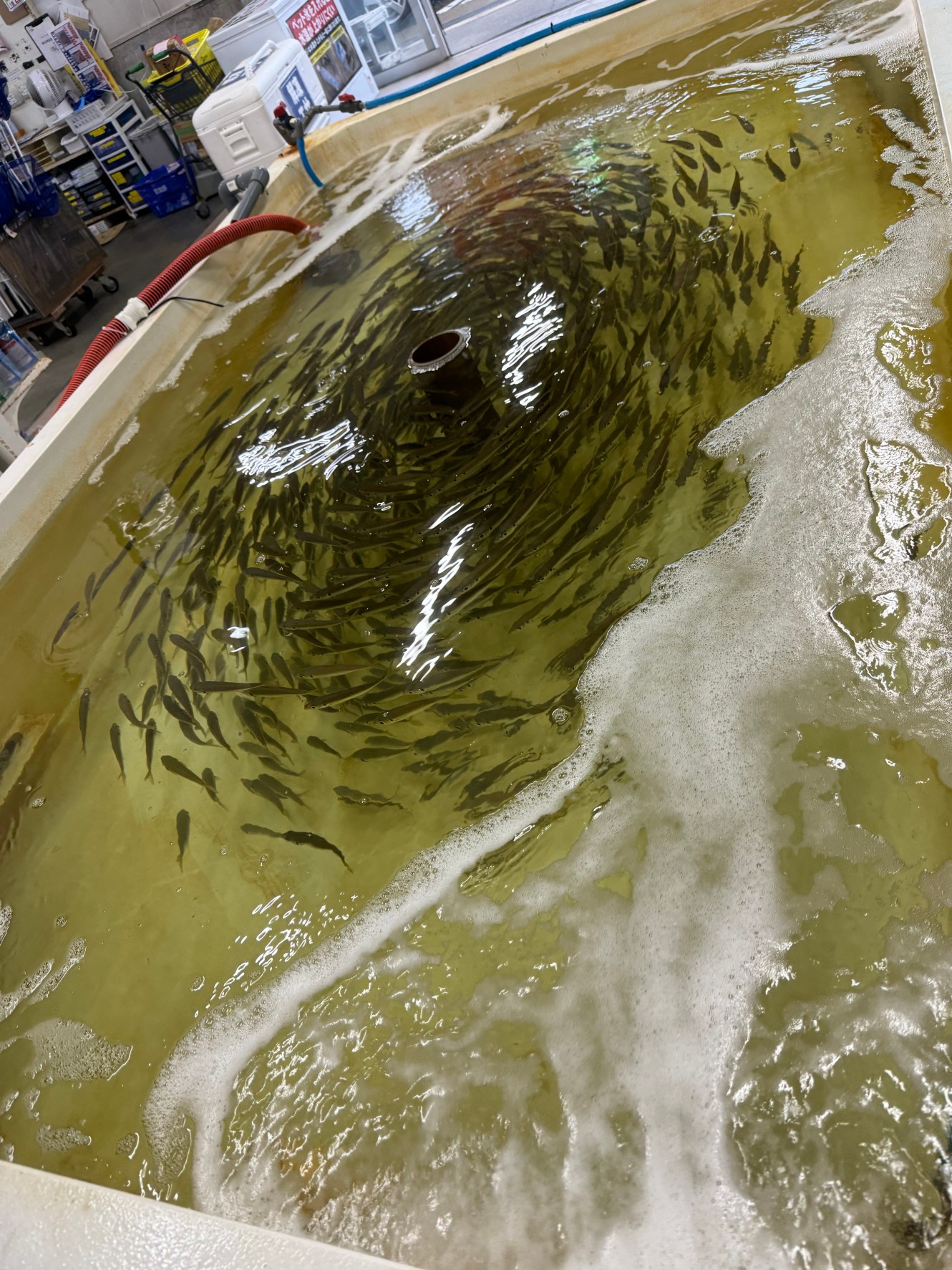 活アジを元気に泳がせるには、酸素量ア必要。アジバケツにはブクブクが定番ですが、店内水槽にも大量の空気を送っています。釣太郎