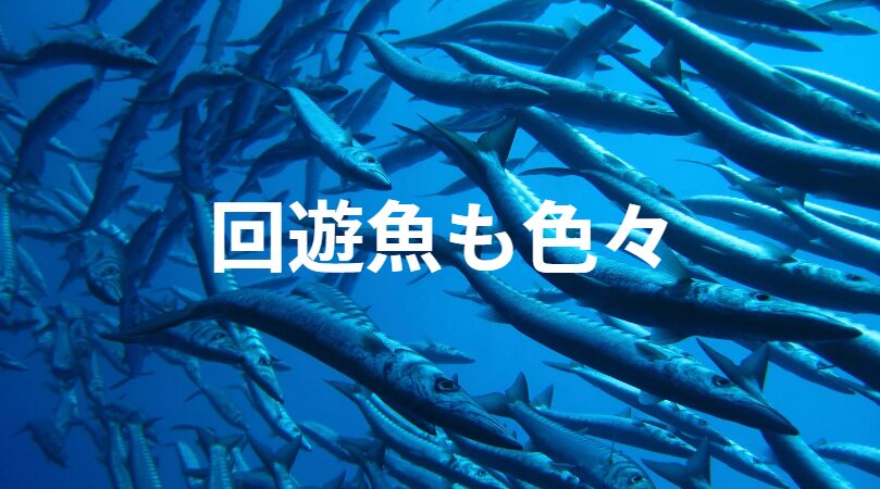 それぞれの回遊魚の特徴紹介。青物魚釣り参考資料。釣太郎