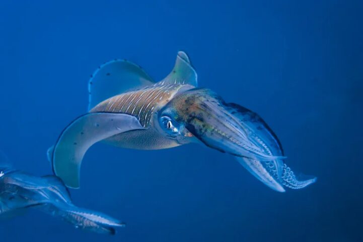 アオリイカは瞬間最速は時速何キロ出せる？通常はどれくらいで泳いでいる？釣太郎