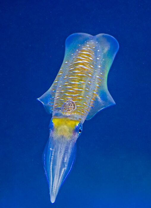 アオリイカも魚同様に、冬季海水温度が下がれば、活性も低くなるのか？釣太郎