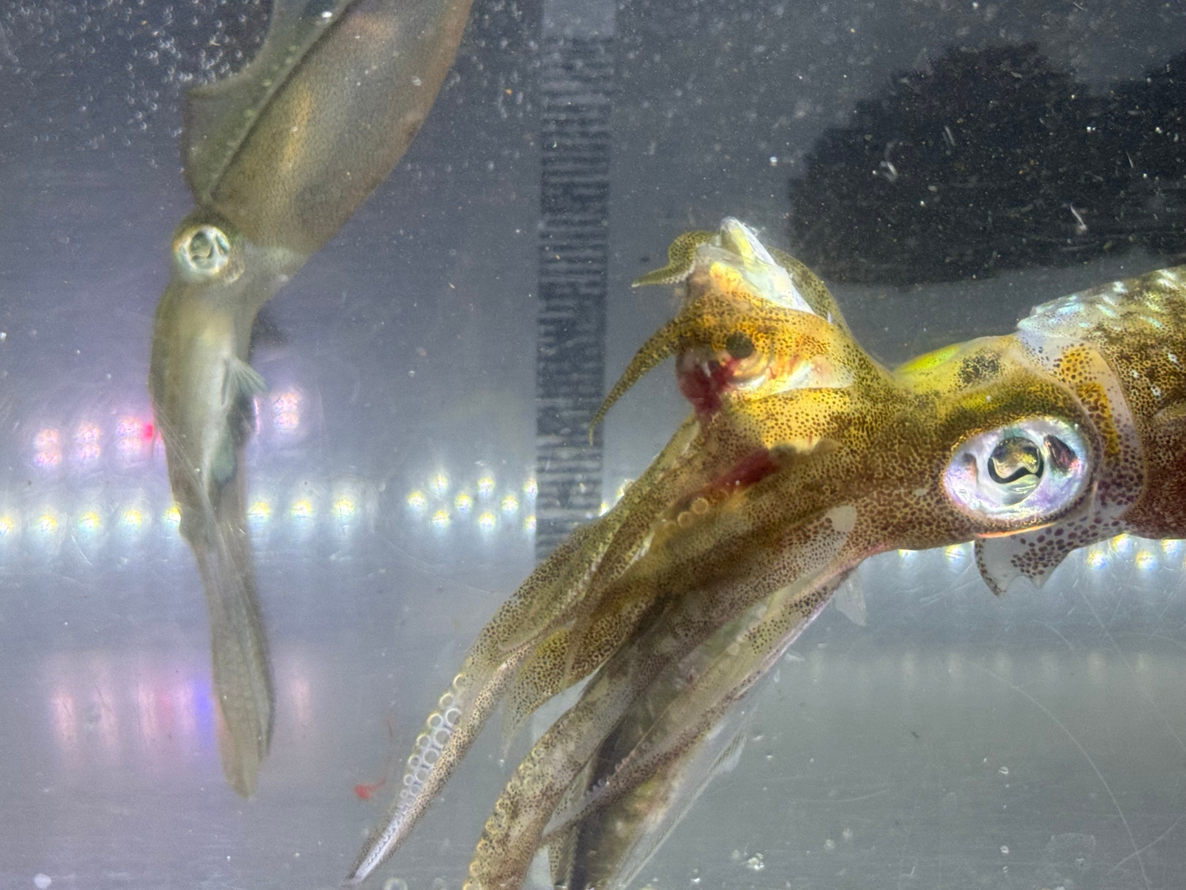 アオリイカを飼育していますが、コッパグレを水槽に投入すると、新子が即捕食しました。アジも食べているので、時合だったかも。釣太郎みなべ店で、泳いでいます。