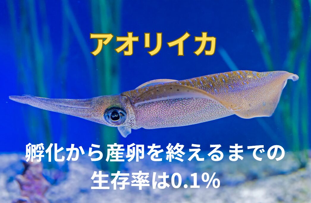 アオリイカが卵から孵化して、産卵するまで生き昇る確率は、1%に満たず極めて低い。釣太郎