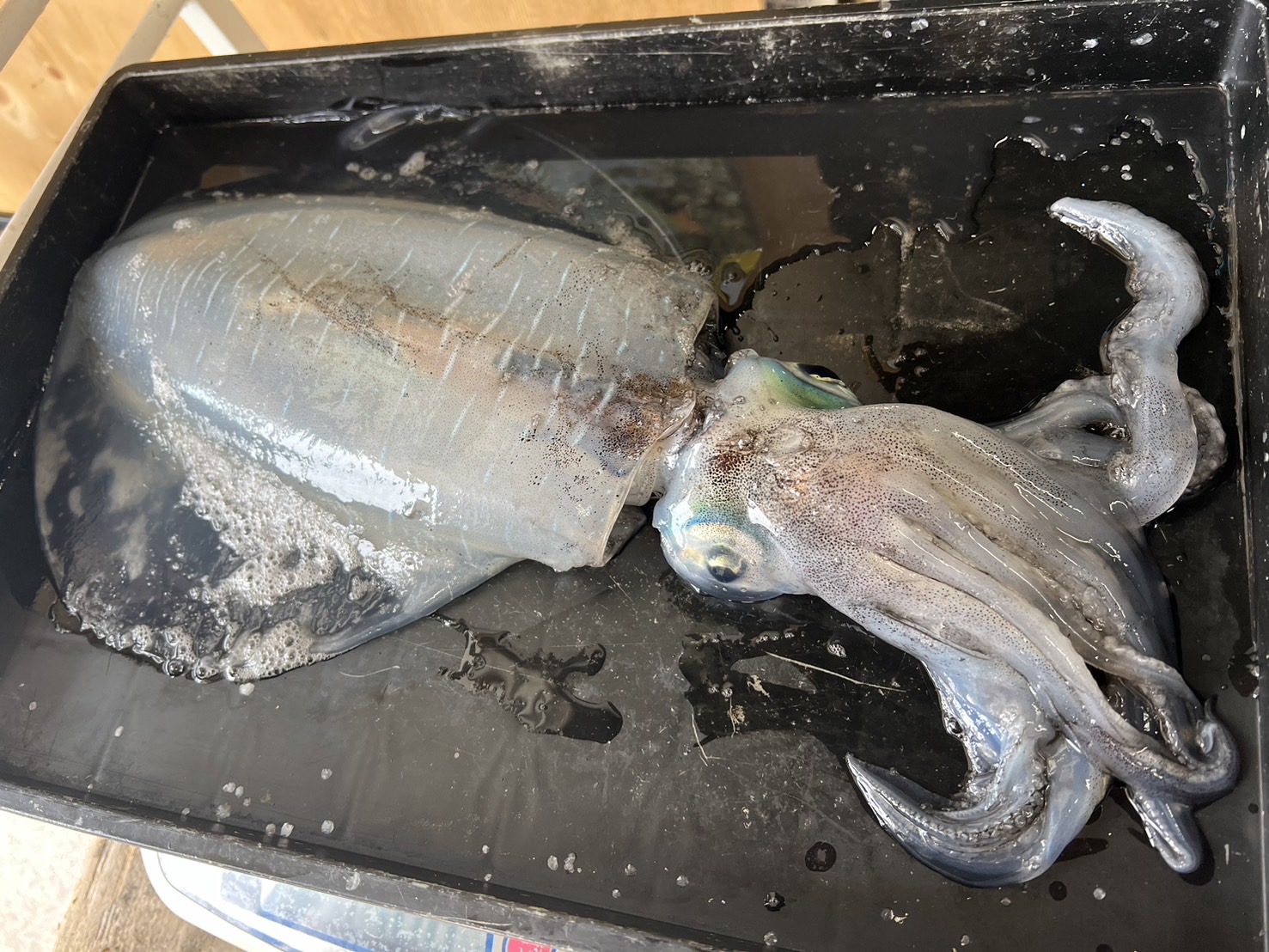 アオリイカ釣果１㌔超が多くなってきました。２キロ弱も。アオリイカを飼育している和歌山南紀の釣太郎。