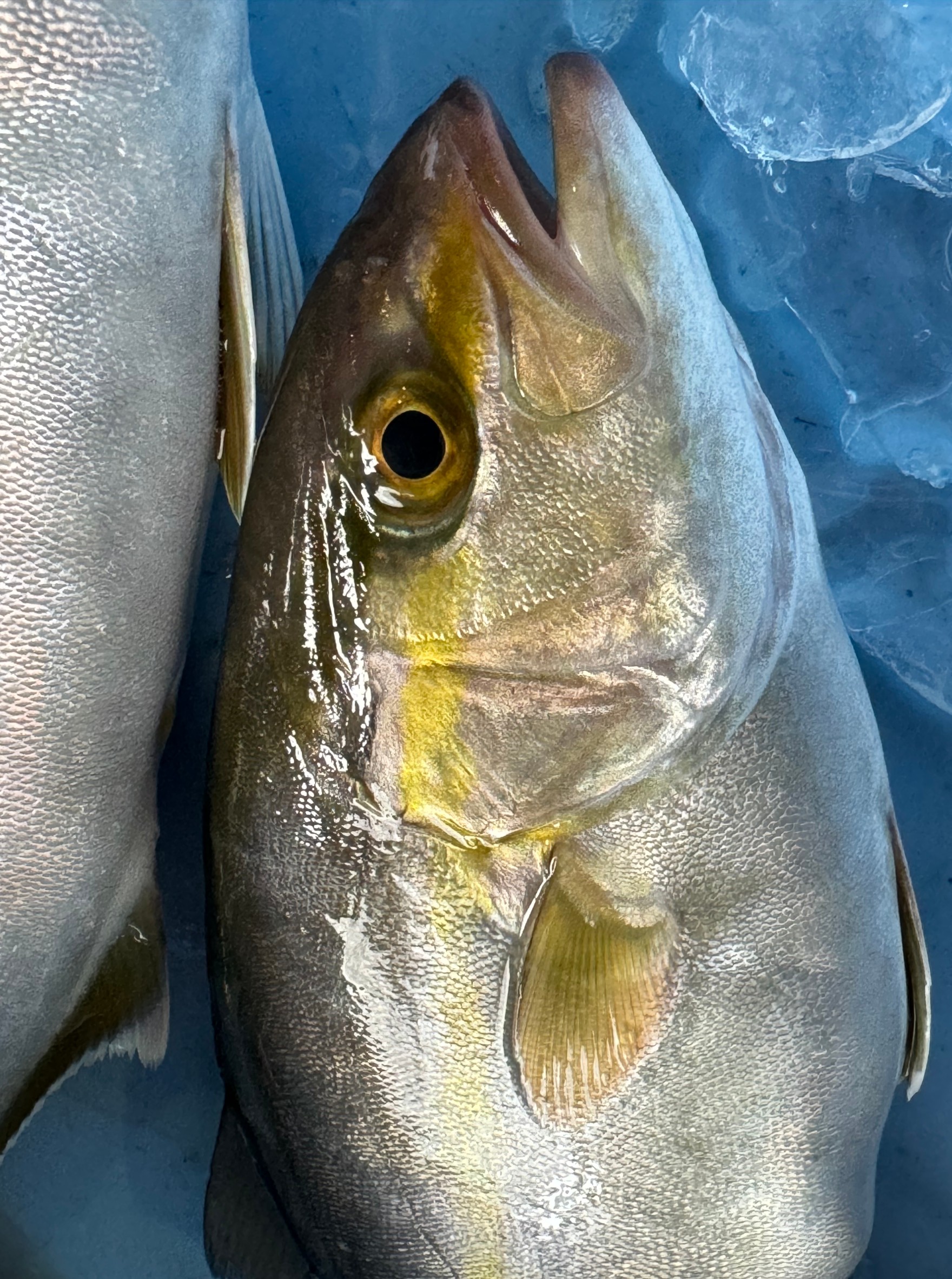 カンパチは上から見ると漢字の八に見えるラインがある為、この名前になったという。釣太郎