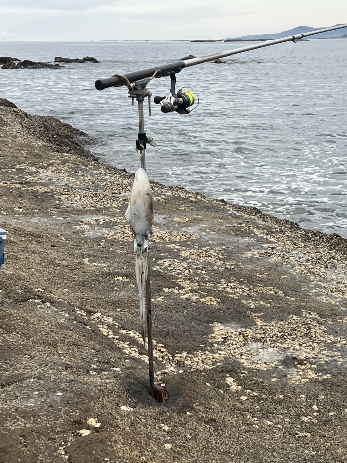 天神崎 エギング アオリイカ 和歌山 釣太郎