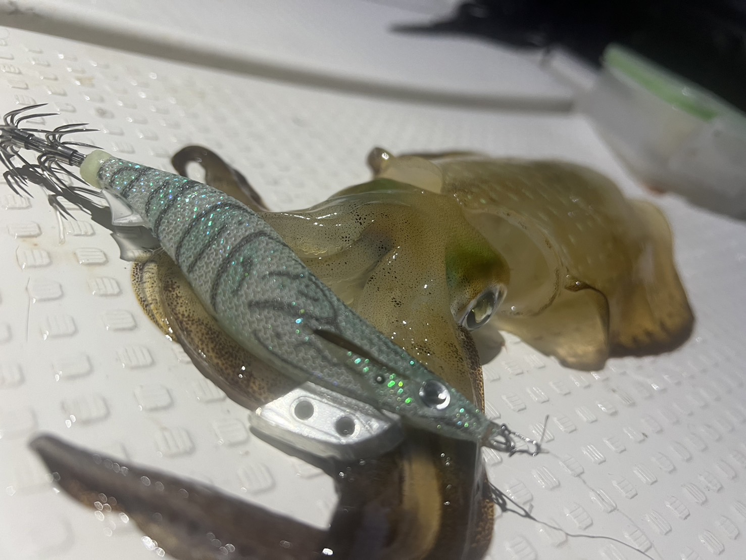 和歌山　釣太郎　船釣り　アオリイカ　完全フカセ　ジギング　エギング