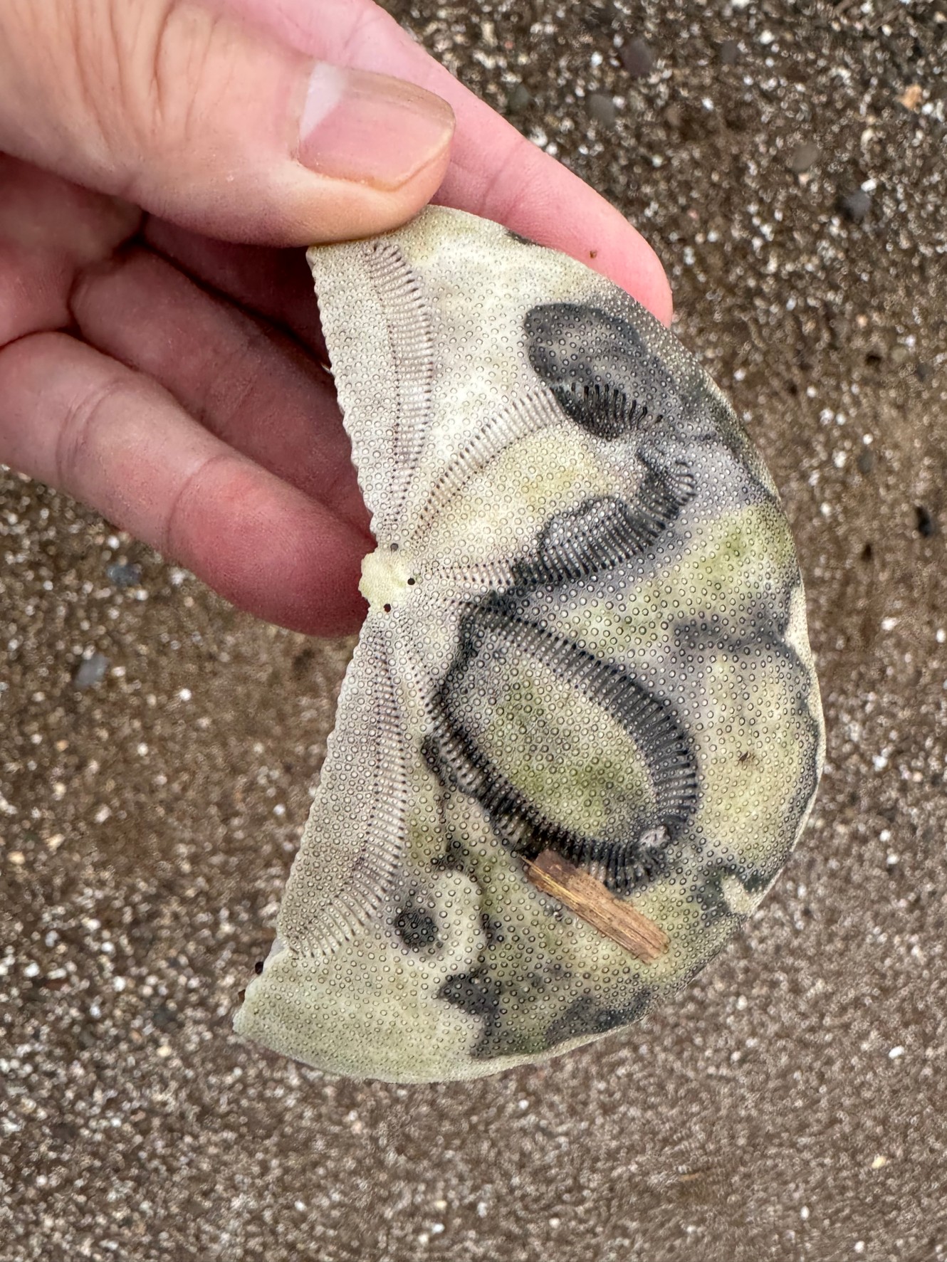 極めて稀にタコノマクラが砂浜に打ち上げられることがあります。釣太郎