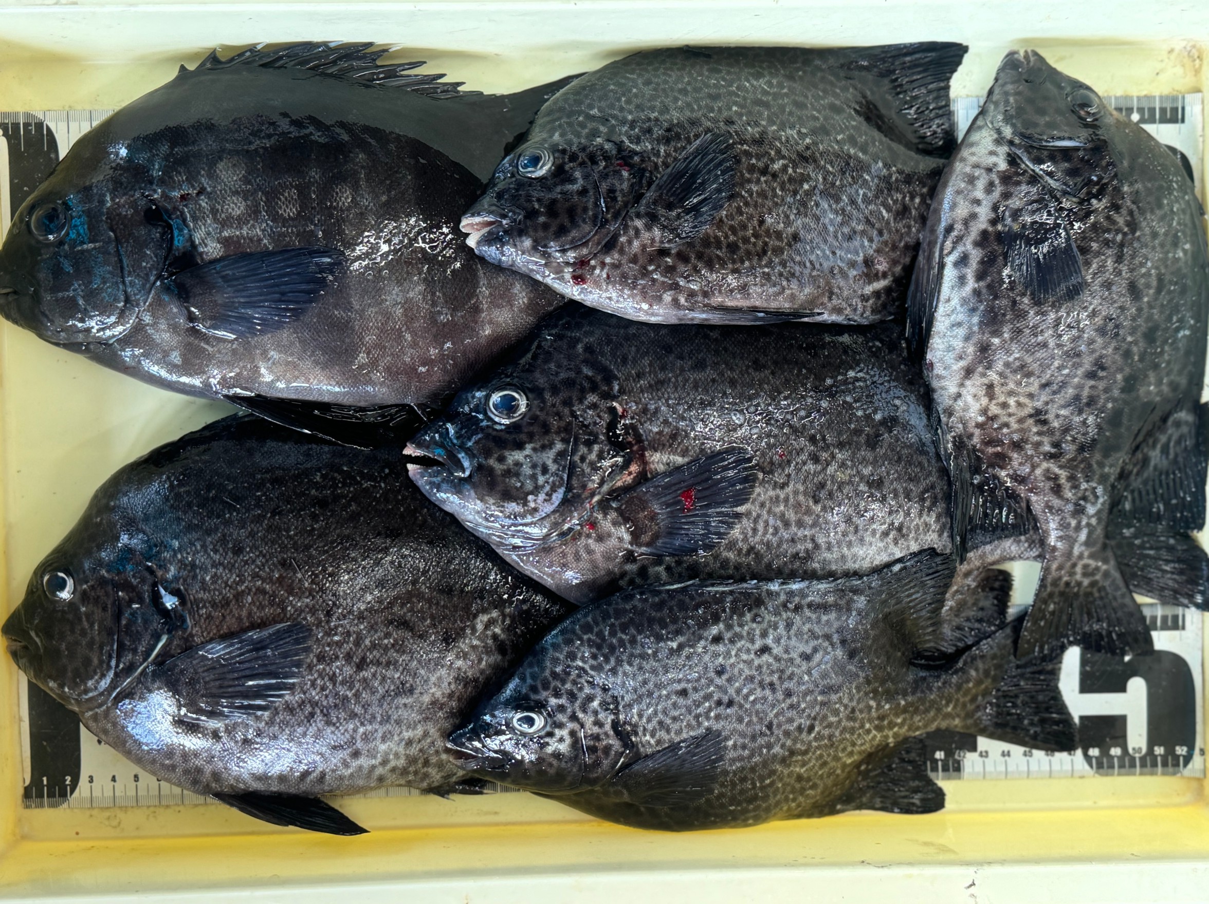 石鯛、イシガキダイ釣果。釣太郎