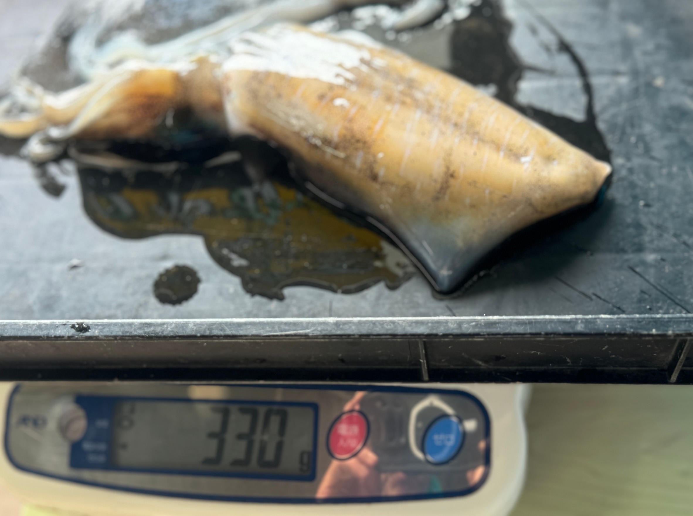 エギングでアオリイカ330g釣果。釣太郎