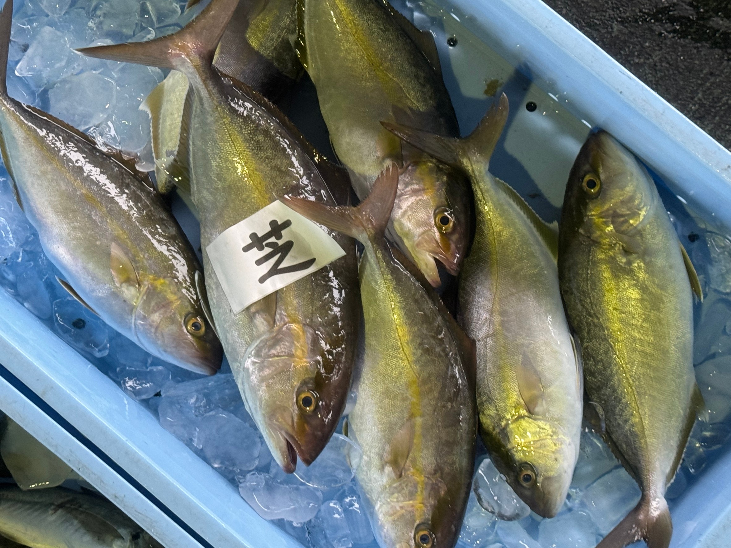 シオ（カンパチ仔魚）回遊多く、あちこちで釣れています。釣太郎