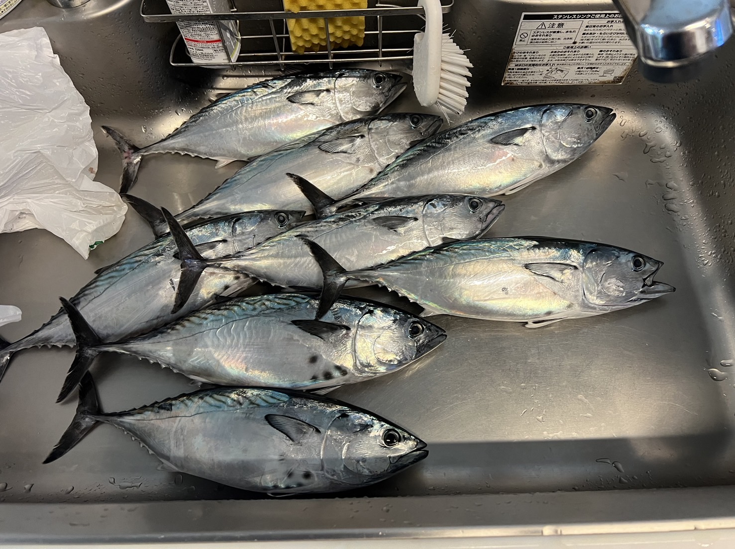 幻の高級魚：ヤイトガツオ（スマ）が、南紀和歌山地方でよく釣れています。